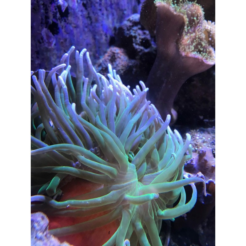 Seachem Reef Calcium 250ml