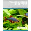 Dupla Plant Fix Liquid for Aquarium, 20 g
