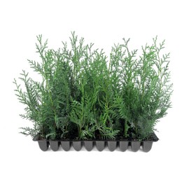 Leyland Cypress | 40 Live Plants | Cupressocyparis leylandii | Fast Growing Privacy Trees, Evergreen Landscape Plants, Drought Tolerant, Low Maintenance, Windbreak, Hardy