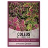 Coleus Seeds for Planting (Rainbow Mix) - Heirloom Non-GMO Shade