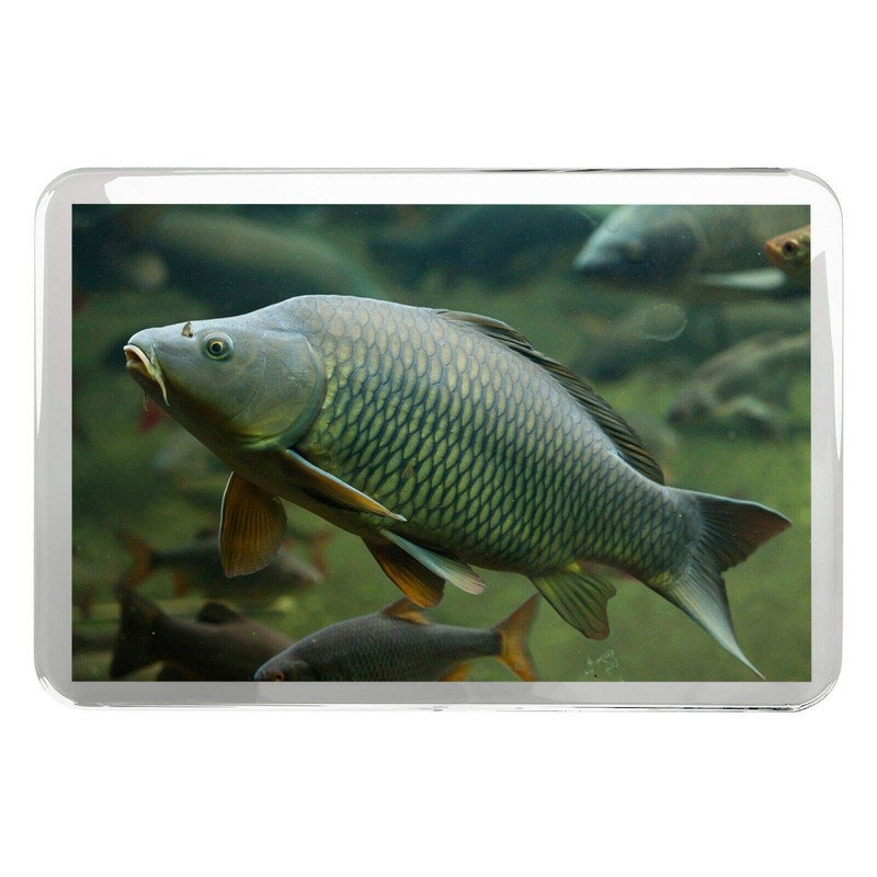 1 x Fridge Magnet -Wild Common Carp Classic Fridge Magnet