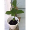 Unbranded Black Java Plum (syzygium cumini) fruit tree 6” -