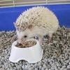 Vitakraft Vita Smart Fortified Nutrition Hedgehog Food, 25 oz