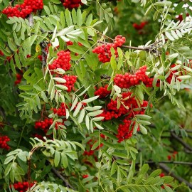 CZ Grain 10 Mountain Ash Seeds for Planting Sorbus Aucuparia