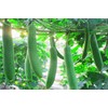 zcbang 20+ Vegetable Edible Luffa Loofa Seeds Smooth Sponge Gourd