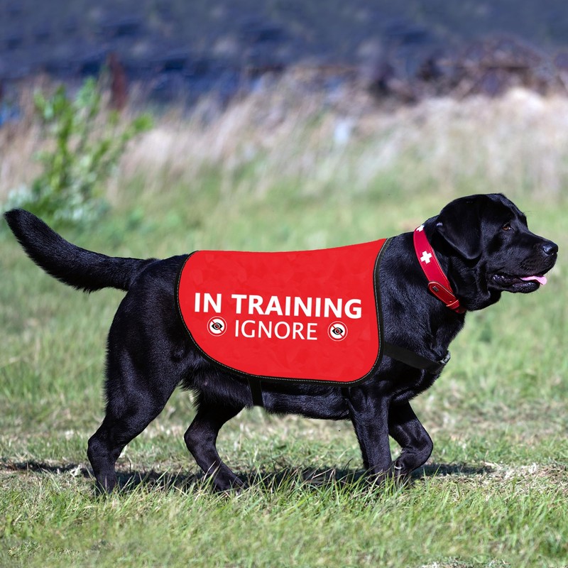 HOLLP Training Dog Jacket Vest In Training Ignore Dog Vest