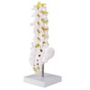 Lumbar Vertebral Spine Model Human Lumbar Educational Teaching Model Tool