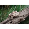 Eco Wood Art 3D Puzzle, Turtle (AV0523306)