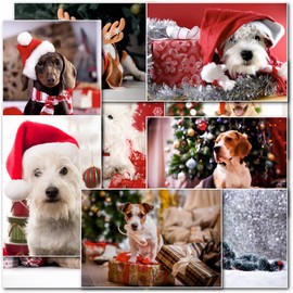doodlecards Pack of 20 Mixed Dog Christmas Cards. Printed in UK, Premium Quality & 100% Recyclable.