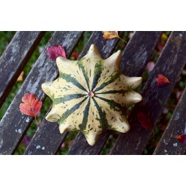 Crown of Thorns Shenot Gourd Seeds, 30+ Heirloom Seeds Per Packet, (Isla's Garden Seeds), Scientific Name: Cucurbita Pepo, Non GMO Seeds, Packaged for The 2024 Growing Season