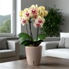 SANTINO Orchid Pot Diameter 15 cm Self-Watering Pot with Wick