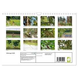Wildvögel 2026 (Wandkalender 2026 DIN A4 quer), CALVENDO Monatskalender