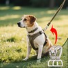 XQIGI Locking Dog Leash Clips 2 PCS, Snap Hook Quick