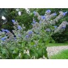 1000+ Borage Herb Seeds -- Pest Repellent -- Heirloom --