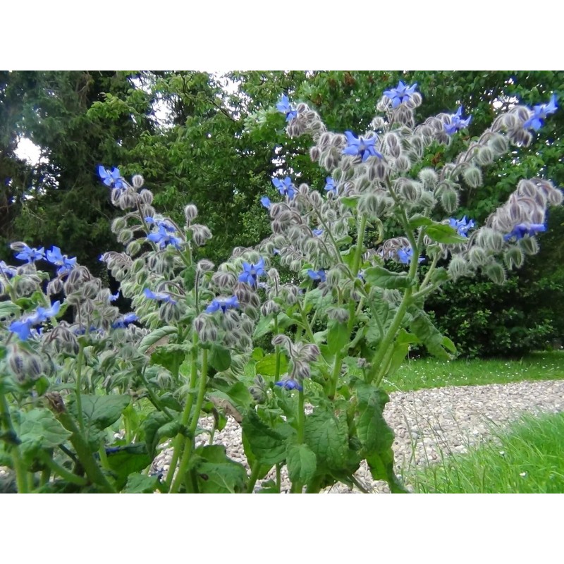 1000+ Borage Herb Seeds -- Pest Repellent -- Heirloom --