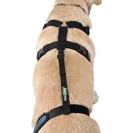 Ortocanis - Support strap for knee support dog - prevents slipping and secures the knee brace - promotes stability - size only webbing: L 69-96 cm
