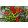 Homemade Chile Japones / Yatsufusa Japanese Chili powder / 2oz / SPICY / ORGANIC