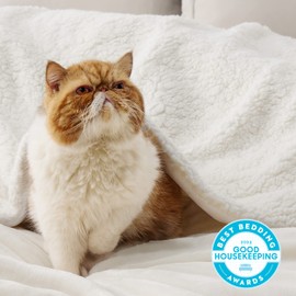 Bedsure Sherpa Fleece Throw Blanket for Couch - Thick and Warm Blanket for Winter, Soft and Fuzzy Throw Blanket for Sofa, Fall Throw Blanket, Cream, 50x60 Inches