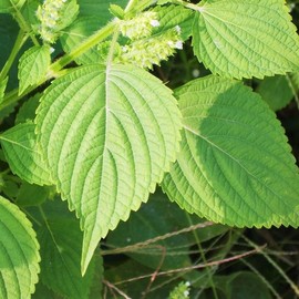 TomorrowSeeds - Green Perilla (Shiso) Seeds - 500+ Count - for 2025 Planting Ao Jiso Beefsteak Leaf Purple Tia to KKaennip Basil Mint Herb Garden Asian Vegetable Grow Your Own Home Farm Patio Healthy