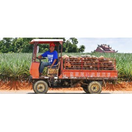 SunnyHills Combo Gift Boxes (2) Apple Cakes + Pineapple Cakes Gift Boxes 微熱山丘雙禮盒 - 鳳梨酥蘋果酥各一盒