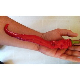 30+ Cow Horn Hot Pepper Seeds Heirloom Non-GMO Spicy, 10" Long, Productive! from USA