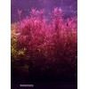 50 Plant Stems Pack - Live Aquatic Freshwater Plants -
