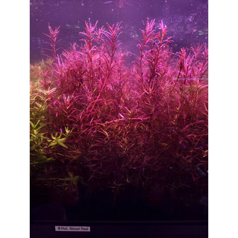 50 Plant Stems Pack - Live Aquatic Freshwater Plants -