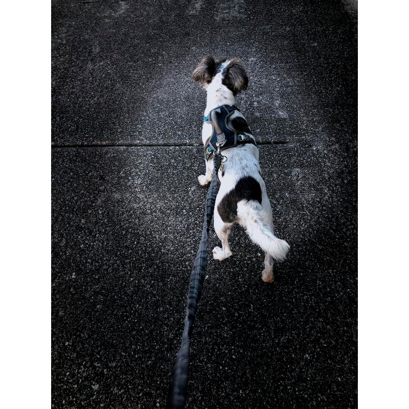 Ironwear 8075 LED Adjustable Hands Free Flashlights for Dog Walking