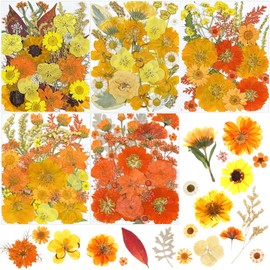Nuanchu 167 Pcs Real Dried Pressed Flowers Natural Dried Flowers Colorful Dry Daisy Flowers Mixed Dried Flowers for DIY Candle Resin Nails Jewelry Pendant Crafts Floral Art (Yellow)