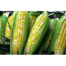 30 Peaches and Cream Hybrid Sweet Corn Seeds Heirloom Non GMO 7 Grams Garden Vegetable Bulk Survival