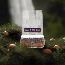 Spore Sorcery 6lbs All-in-One Mushroom Grow Kit in a Bag | HUGE FLUSHES | Easy to Use