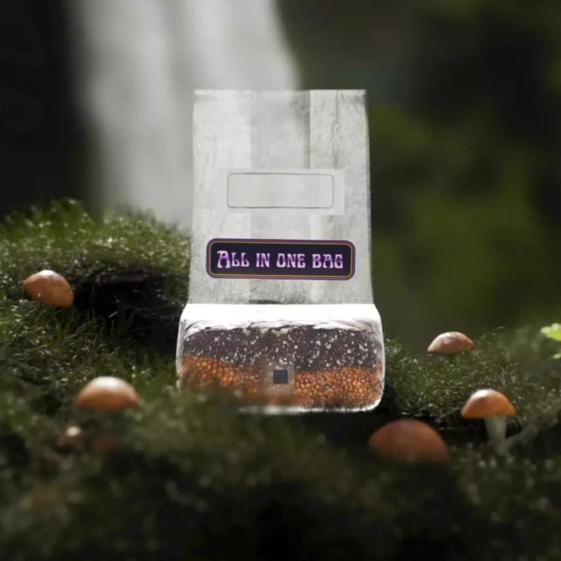 Spore Sorcery 6lbs All-in-One Mushroom Grow Kit in a Bag