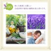 Botanical Essential Oils, Tea Tree, Aroma Bloom AEAJ Display Standards