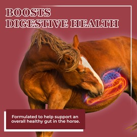 EQUERRY'S Better Horse Belly - Horse Supplement with Gut Support | Horse Probiotics with Prebiotics and Digestive Enzymes | for Colic, Digestive Upset, 1.1LB