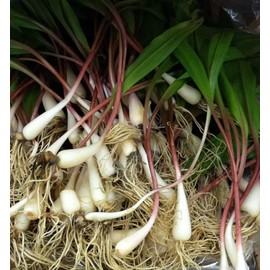 Palm Beach Medicinal Herbs - Wild Leek (Allium tricoccum) - Packet of 5 Seeds