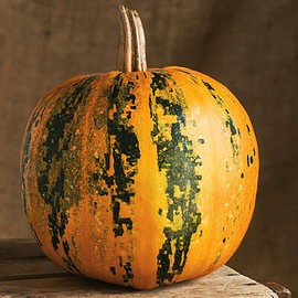 Kakai Pumpkin Seeds - Heirloom - Delicious, Thick Meaty Pumpkin for Cooking and with Hulless Seeds for Roasting.