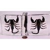 2.9" Real Black Scorpion in Square Crystal Clear Lucite Resin