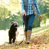 VIVAGLORY Chew Proof Dog Leash Toughbite Non Chewable Dog Leash