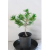 Tree Japanese Black Pine 'Mikawa' Trained Pre-Bonsai Tree - 1