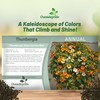Outsidepride Sunrise Mix Thunbergia Black Eyed Susan Seeds - 100