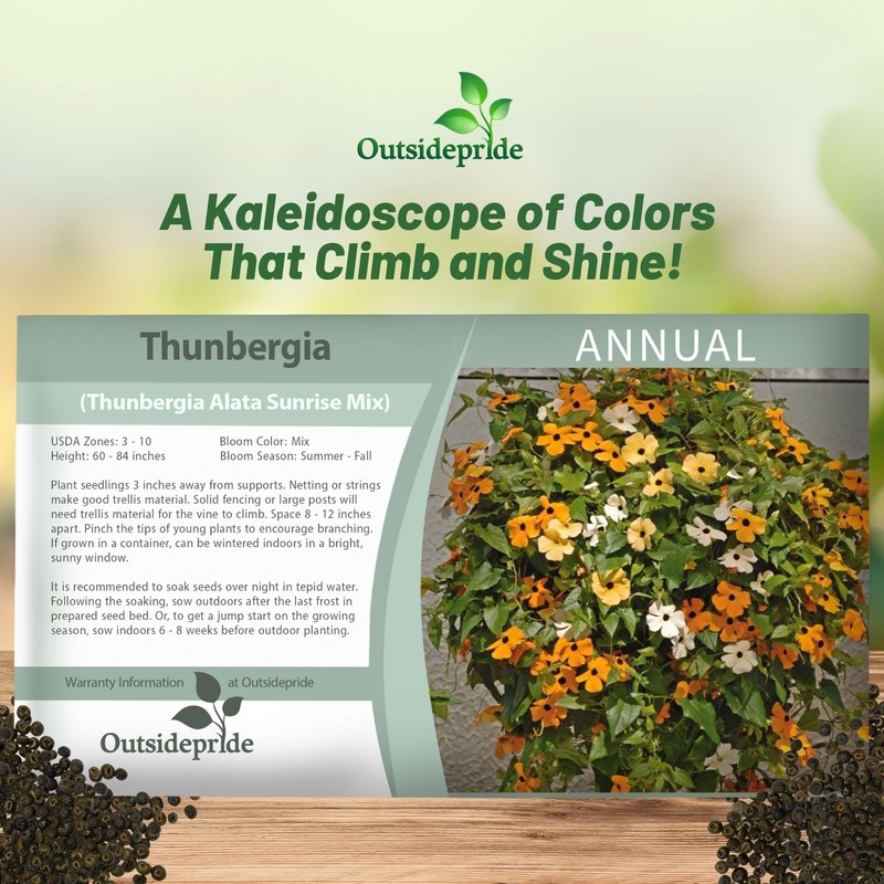 Outsidepride Sunrise Mix Thunbergia Black Eyed Susan Seeds - 100