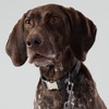 HUGO & HUDSON x HACKETT Tweed Dog Collar with Adjustable