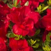 Encore Azalea Autumn Bonfire (1 Gallon) Red Flowering Shrub -