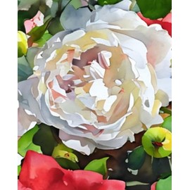 A Year in Bloom: 2025–2026 Monthly Planner: A Simple Organizer with Notes, Budget Pages & Garden Photography from Blooms on Vine