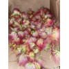 mimosa Dried Silk Mimosa Tree Pink Flowers Leafs Tea Tincture