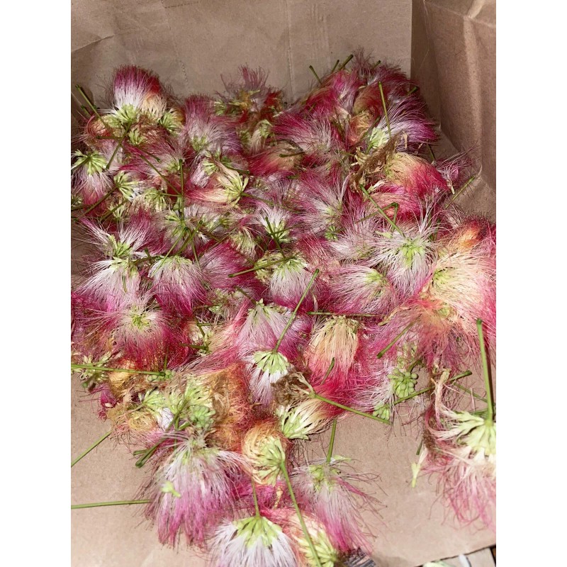 mimosa Dried Silk Mimosa Tree Pink Flowers Leafs Tea Tincture