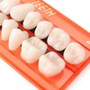 Kuashidai 28 Pieces/Set Resin Teeth Model Durable Dentures Universal Resi