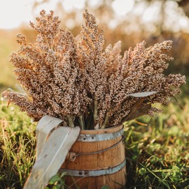Wheatland Heirloom Grain Sorghum/Milo - 100 Seeds - Rare Heirloom & Open-Pollinated Variety - Great for Making Gluten-Free Flour, Non-GMO Seeds for Planting Outdoors in the Garden, Thresh Seed Company