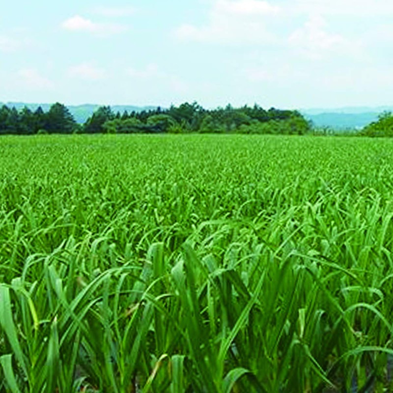 6 White Aged Black Garlic, Aomori Prefecture, Uji Tea Fermentation,
