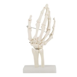 Hand Skeleton Model, Human Wrist Model, Medical Anatomical Life-Size Human Wrist Studies Skeleton Model for Schools Hospital Laboratory Equipment